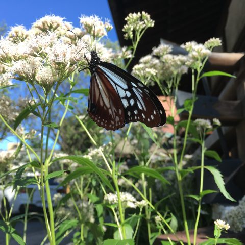 革堂 行願寺 藤袴とアサギマダラ