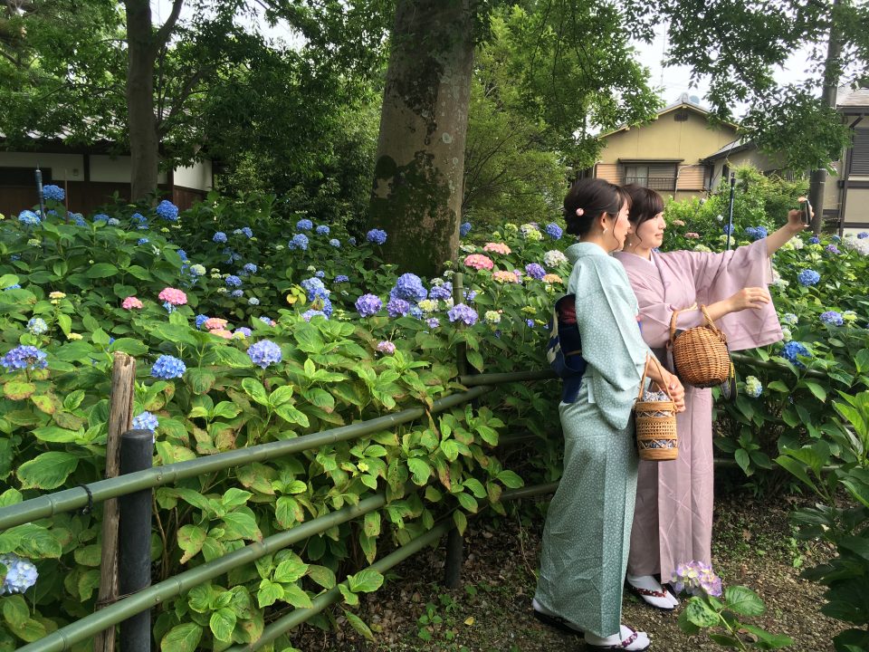 藤森神社の紫陽花2020