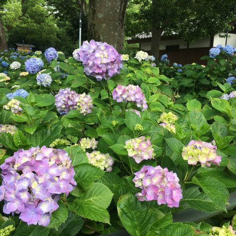 紫陽花だけじゃない藤森神社 Kctp 京都駅徒歩3分 烏丸口から一番近いレンタサイクル店