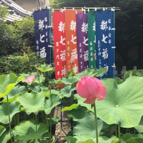 革堂 行願寺 蓮の花