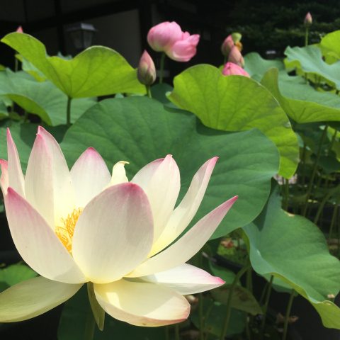革堂 行願寺 蓮の花
