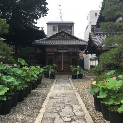 革堂 行願寺 蓮の花