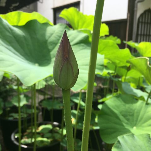 革堂 行願寺 蓮の花