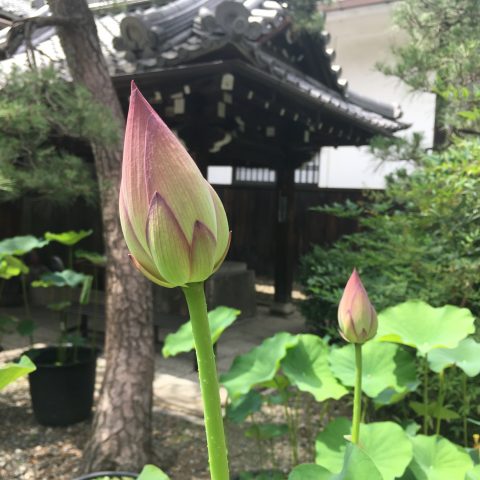 革堂 行願寺 蓮の花