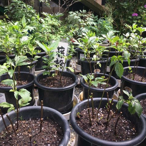 革堂 行願寺 藤袴