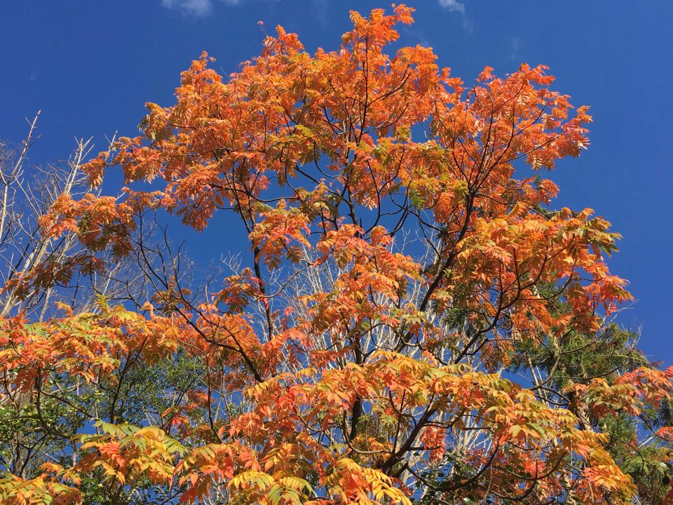 京都北野天満宮 紅葉だより Kctp 京都駅徒歩3分 烏丸口から一番近いレンタサイクル店