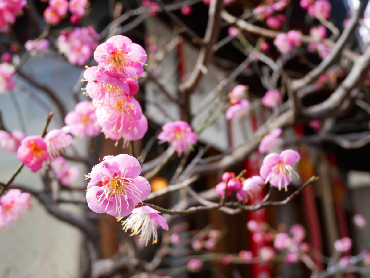 市比賣神社の梅