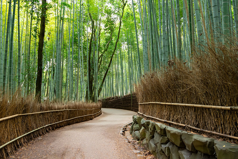 嵯峨野の竹林写真